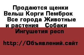 Продаются щенки Вельш Корги Пемброк  - Все города Животные и растения » Собаки   . Ингушетия респ.